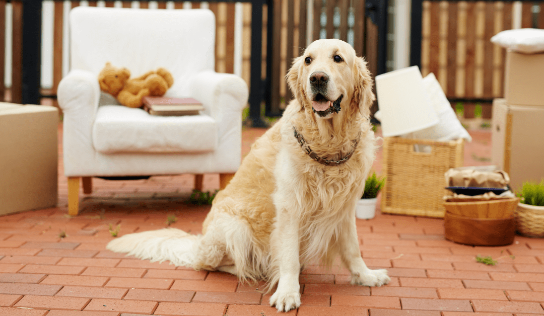 Tips for Choosing Home Furniture for Pet Owners