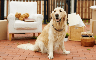 Tips for Choosing Home Furniture for Pet Owners