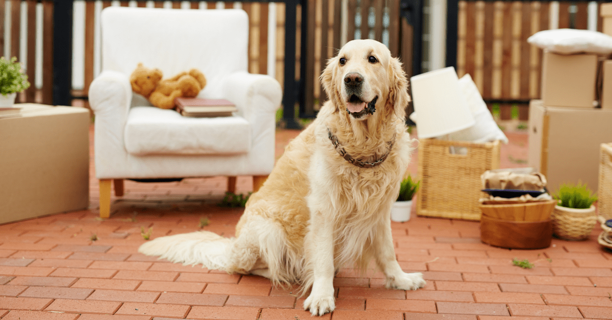 Choosing Home Furniture for Pet Owners